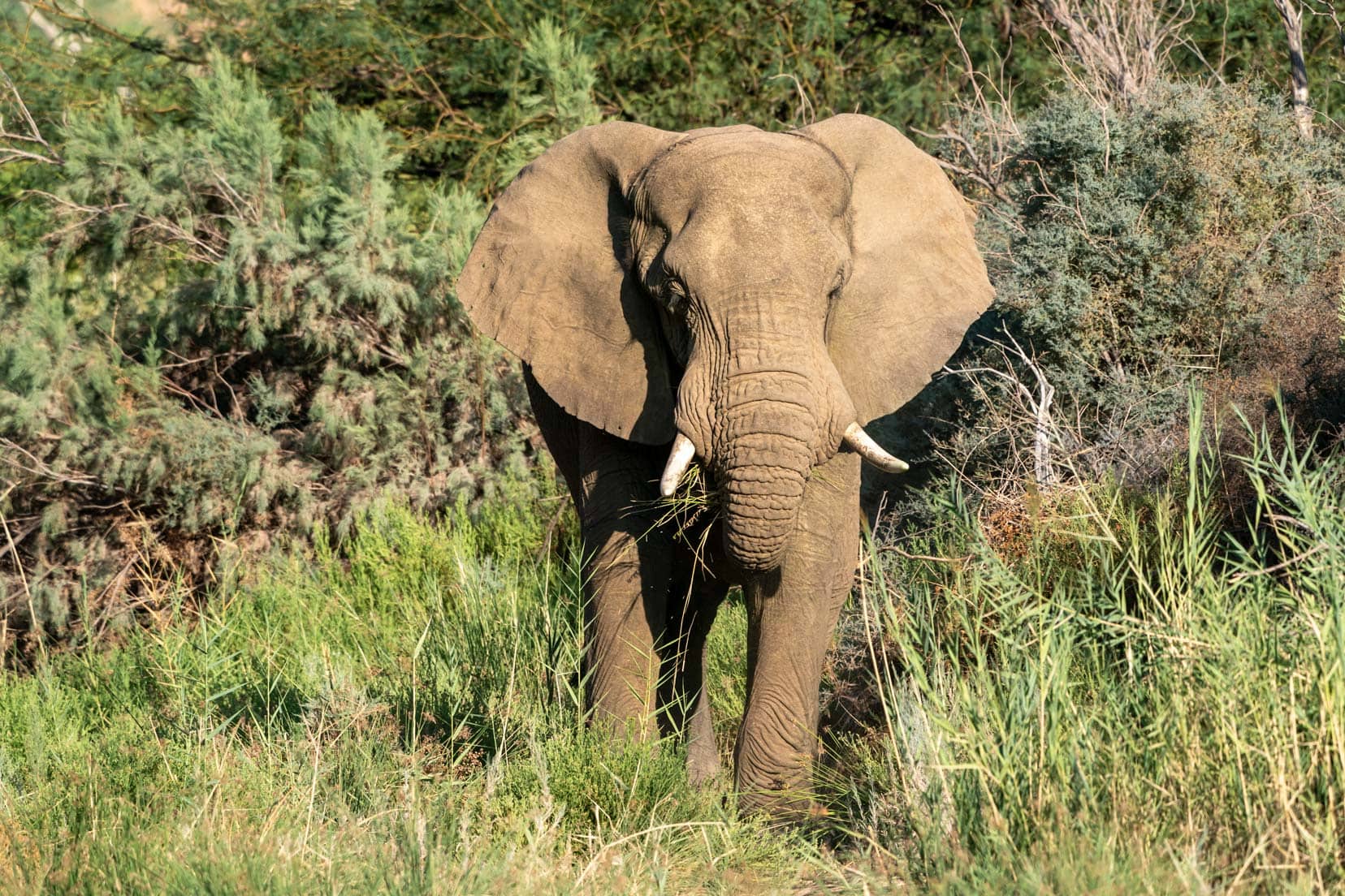 desert-elephant-in-Namibia