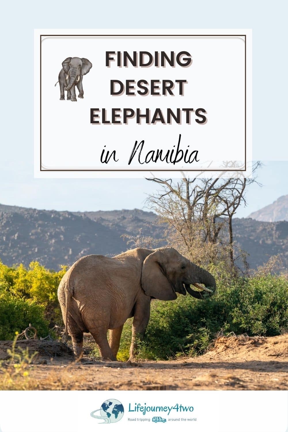 desert elephants namibia pinterest pin