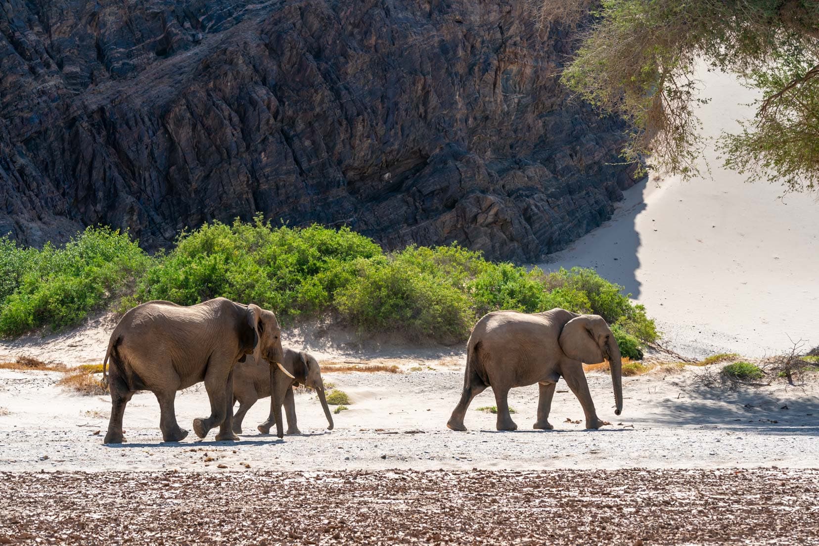desert-elephants-on-the-move,-Namibia