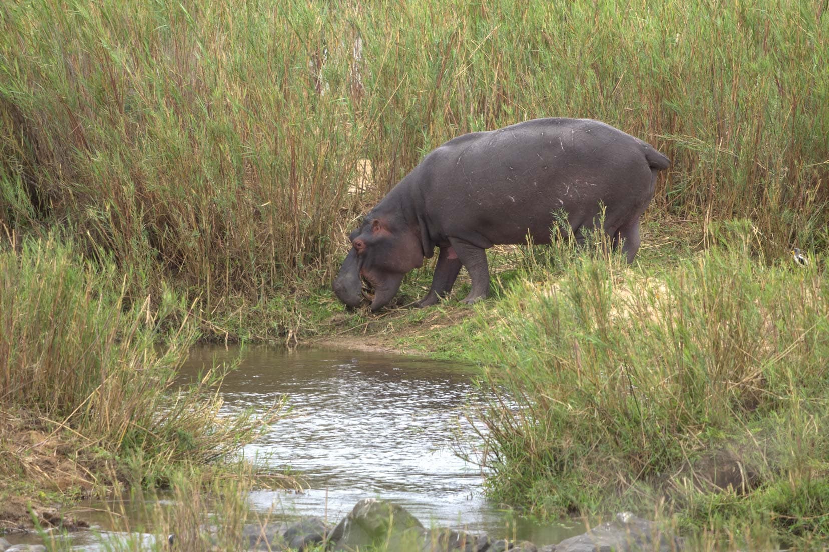 hippo-near-the-water-in-Kruger