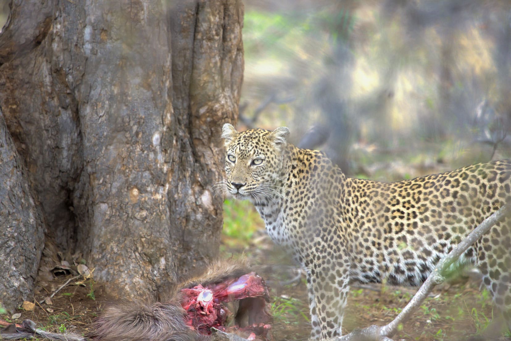leopard-with-baboon-kill,-Kruger