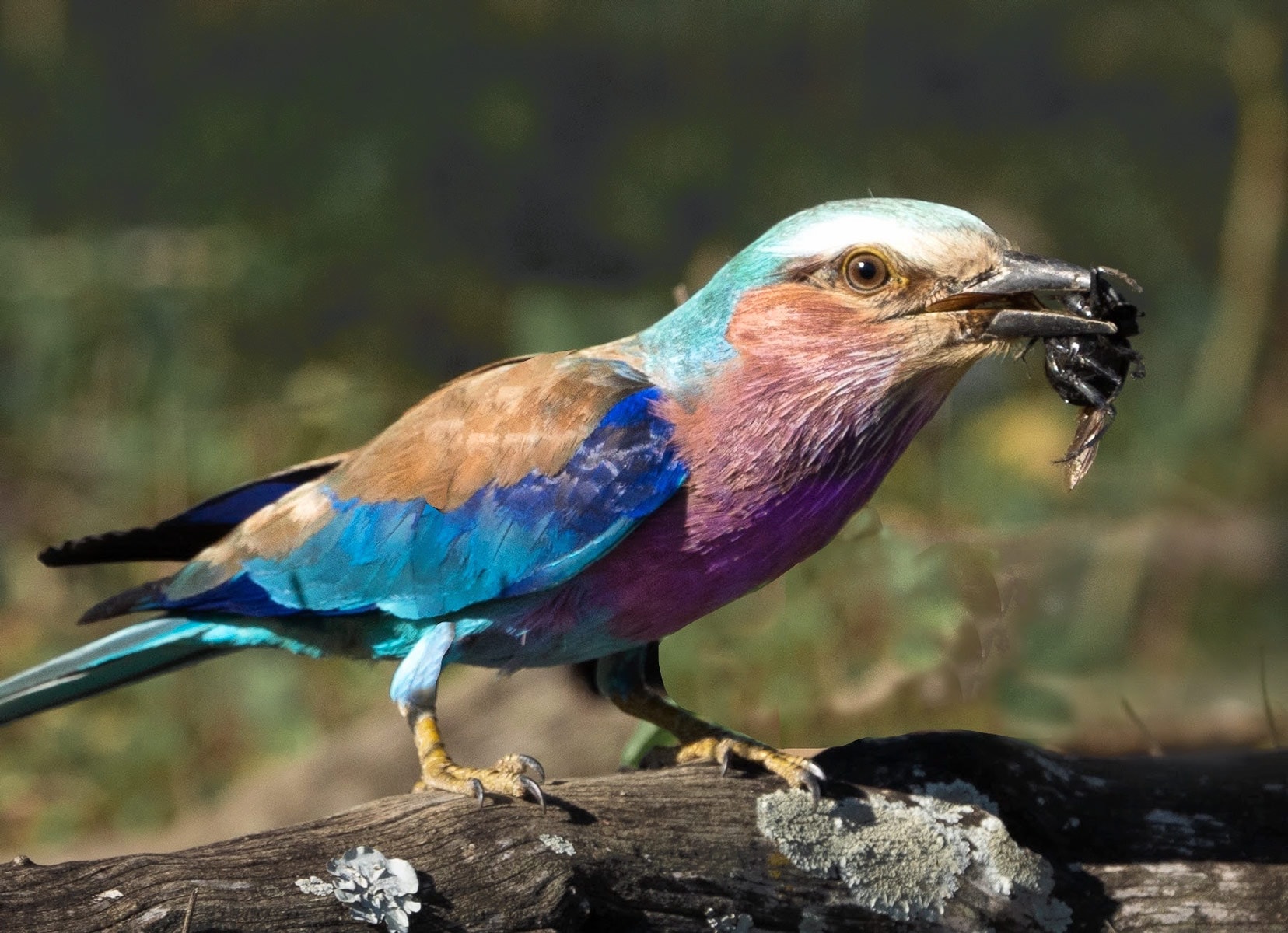 lilac-roller-with-bug in mouth