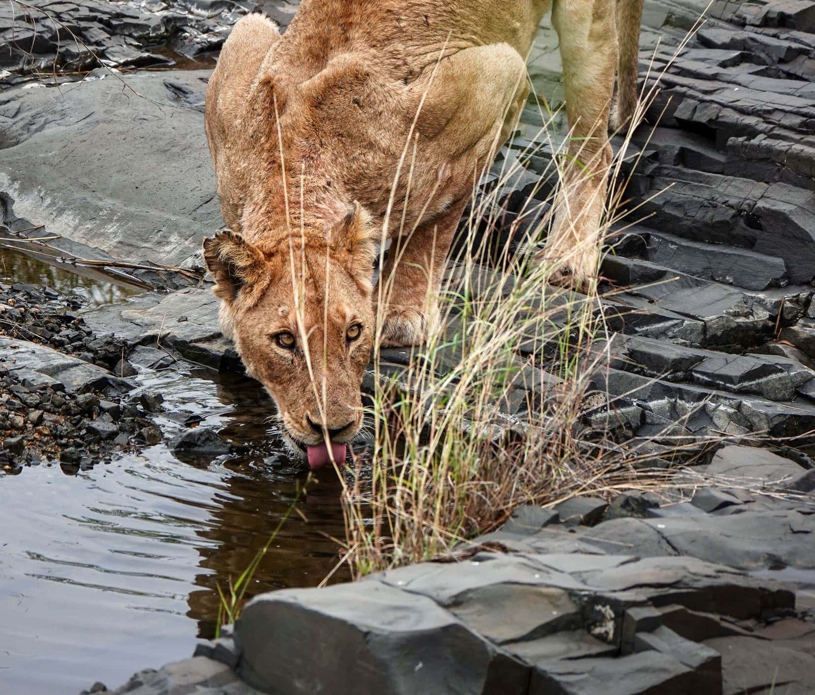 lioness-drinking-at-stream-in-Kruger
