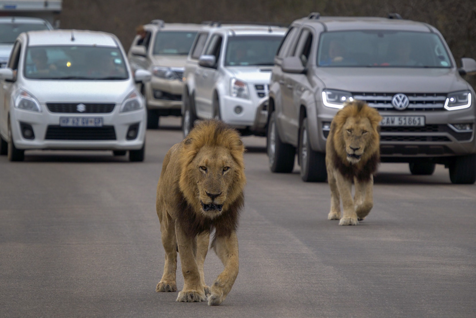 male-lions-on-road-in-kruger
