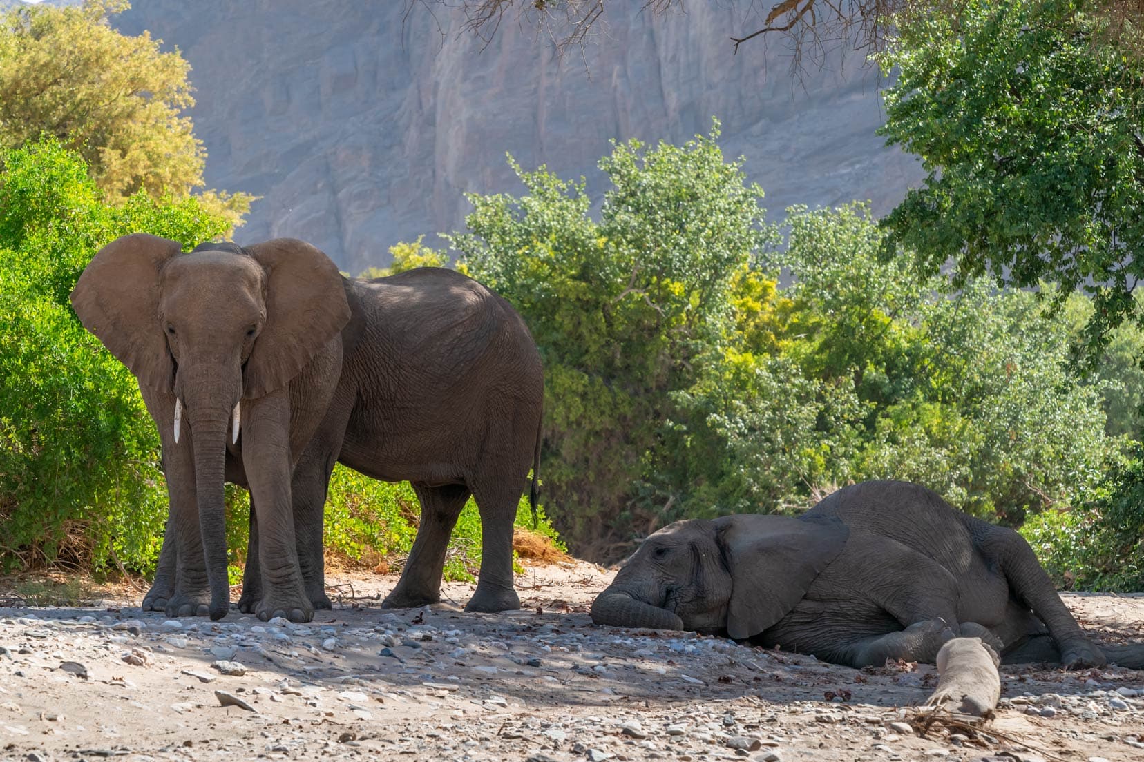 elephant lying down to rest-in-Hoanib-river,-Namibia