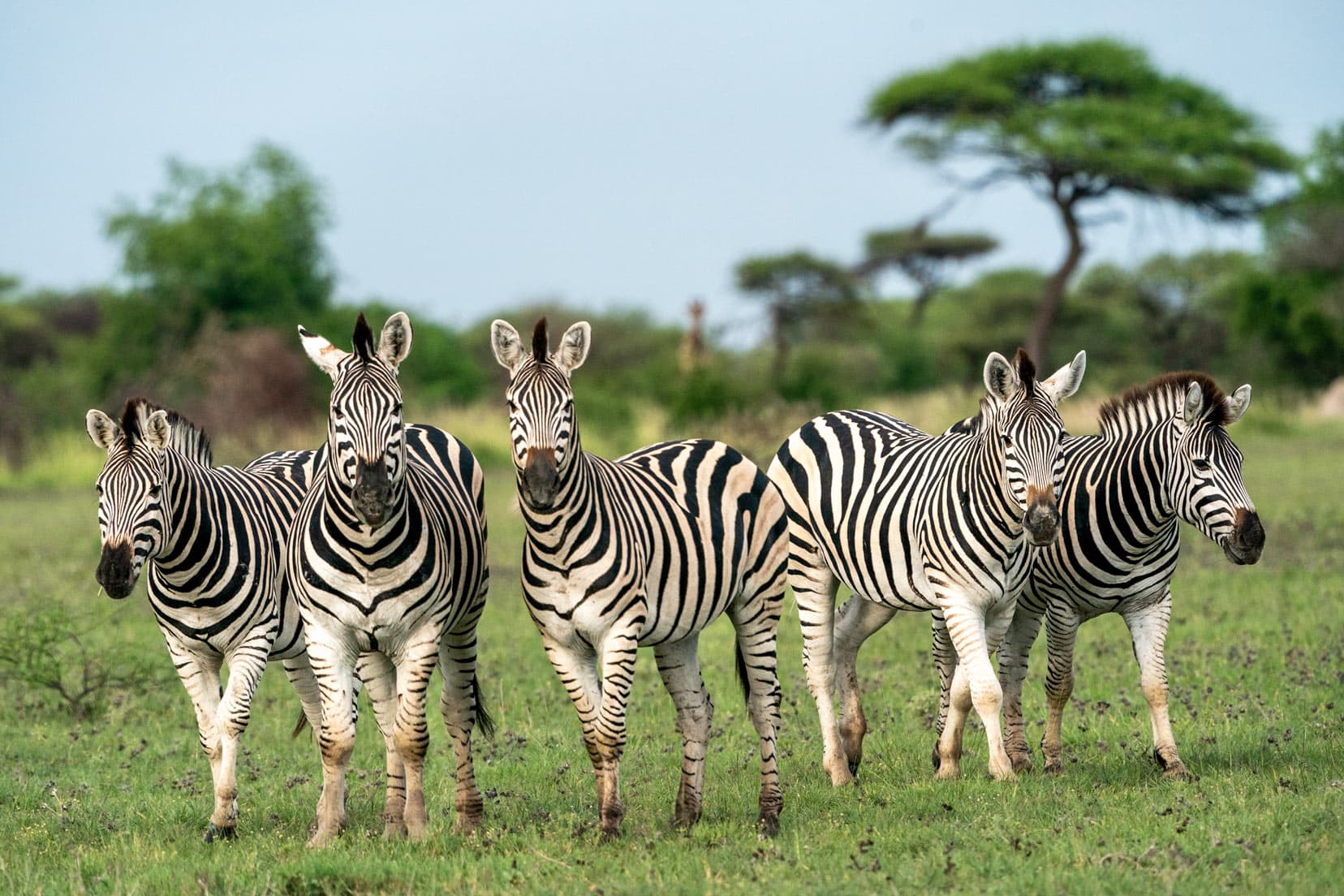 zebras on grass in Kruger