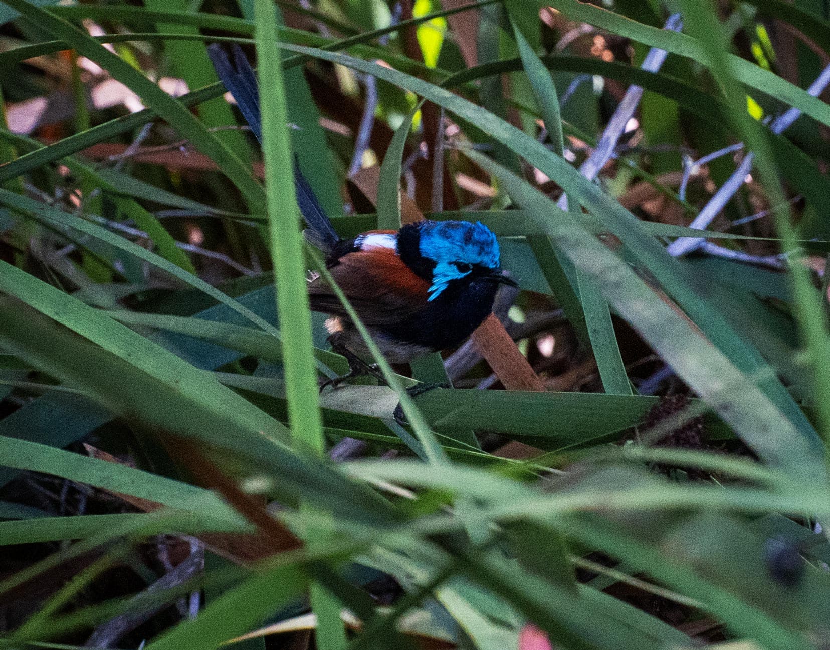 Blue and brown small bird in the green sword grass