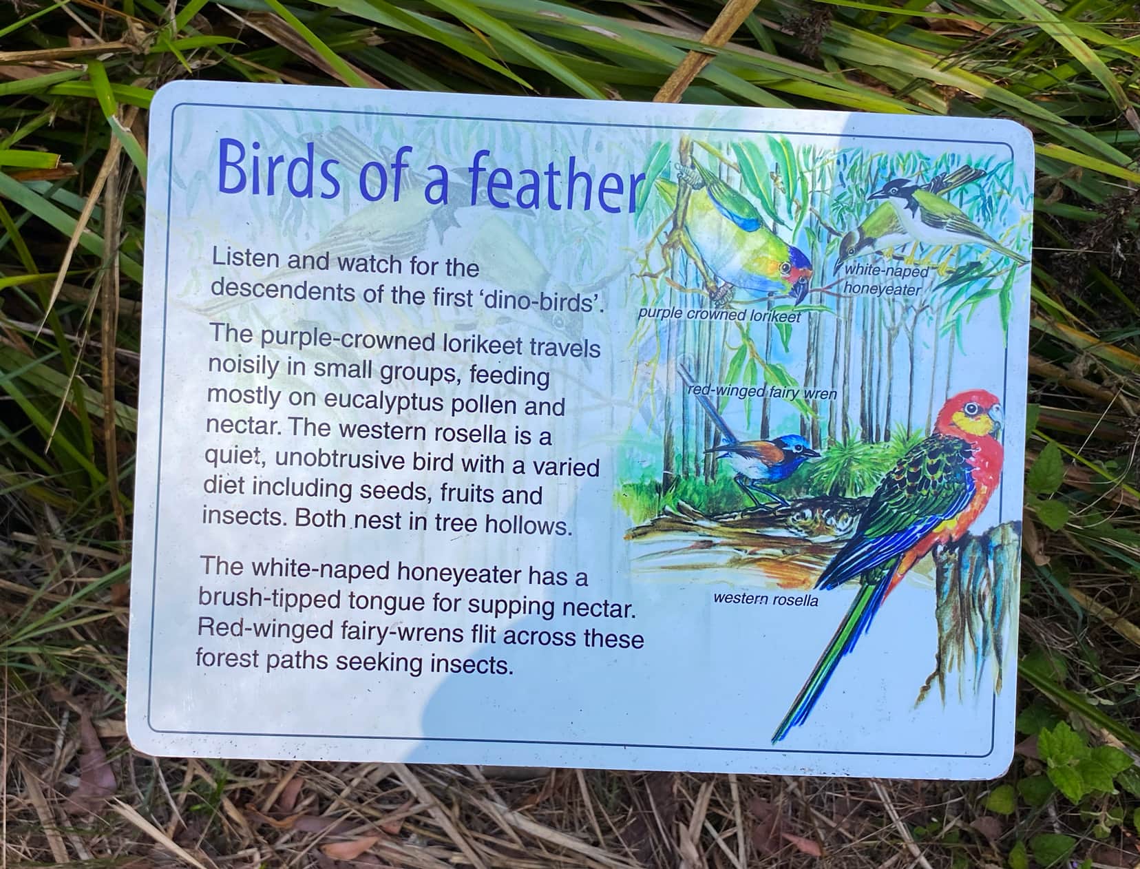 Giant-Tingle-Birds-sign along the path 