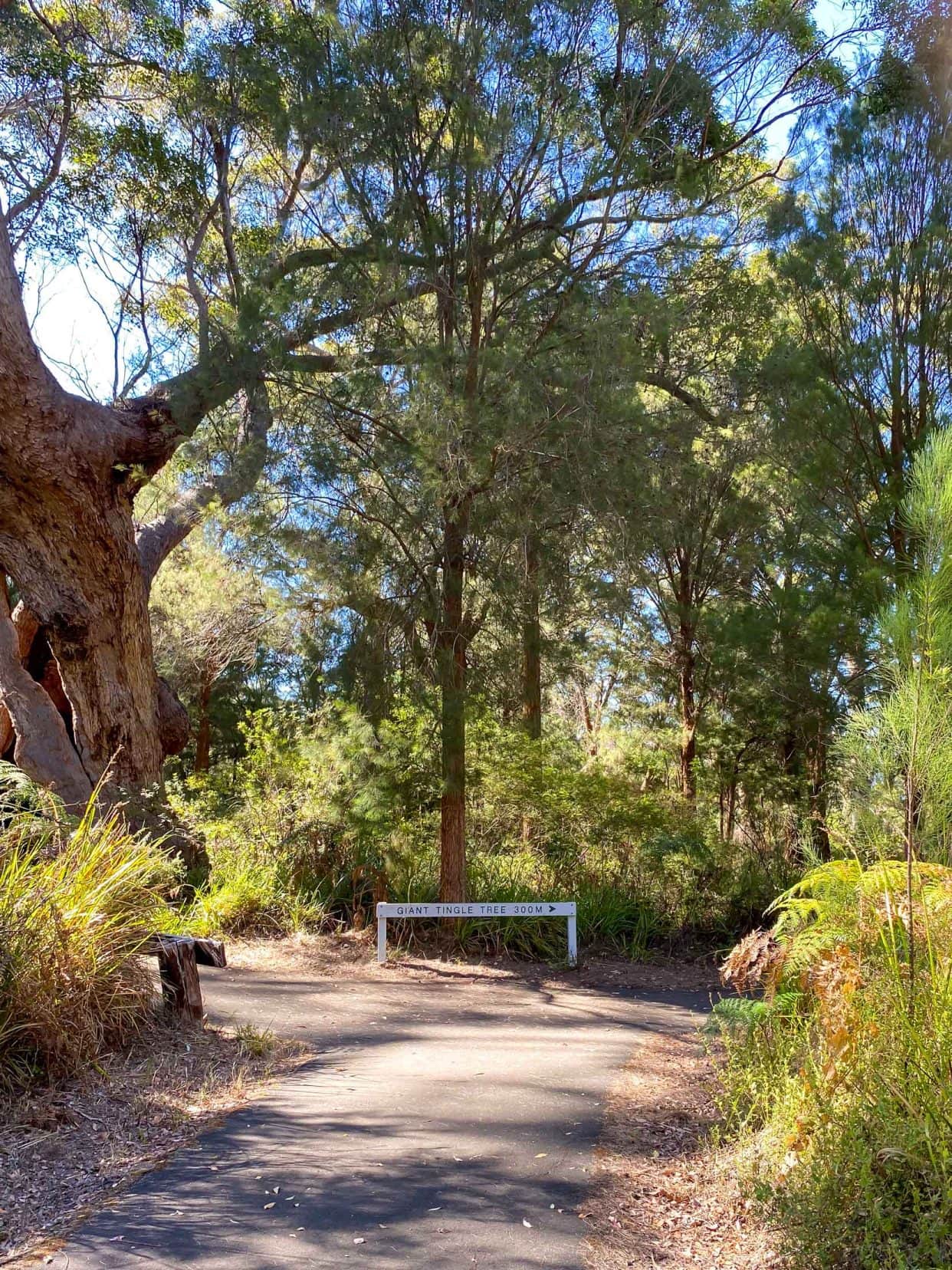 Giant-Tingle tree-walkway-sign