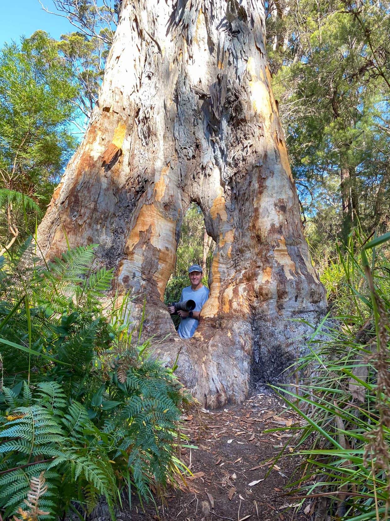 Giant-Tingle-lars-in-tree-hole