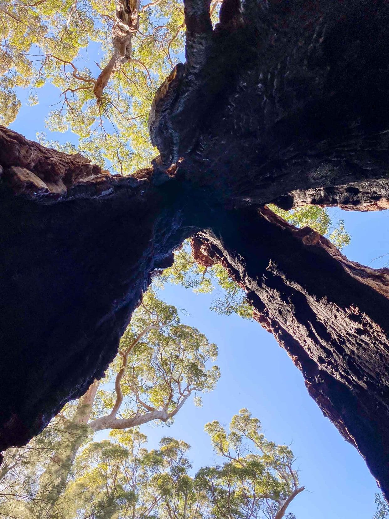 Giant-Tingle-looking-up-from-below-the-tree