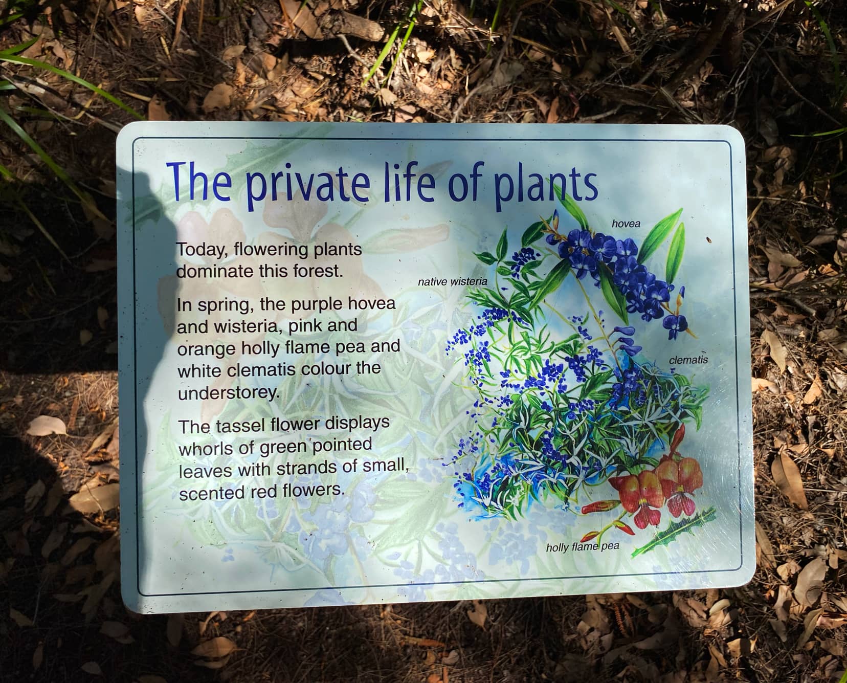 Giant-Tingle-plants-sign