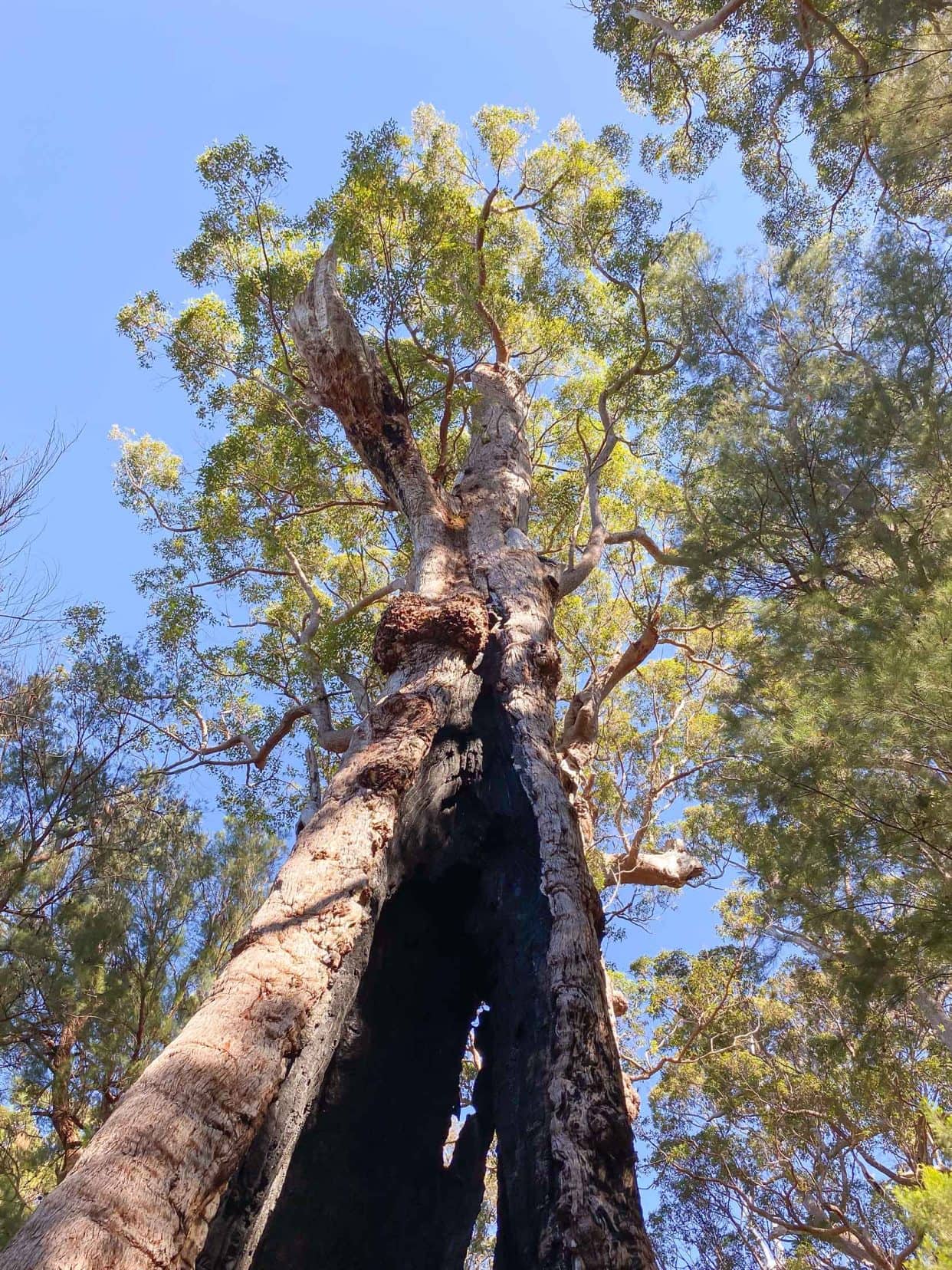 Giant-Tingle tree-top-to-bottom-shot