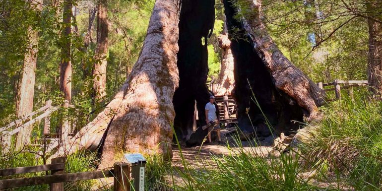 Giant Tingle tree Walpole Header - lars under the tree hollow