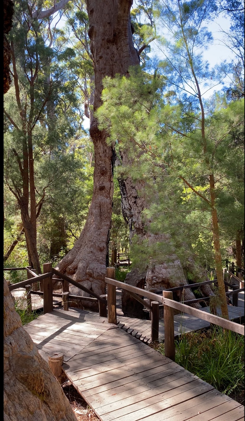 View of the tree from the top boardwalk 