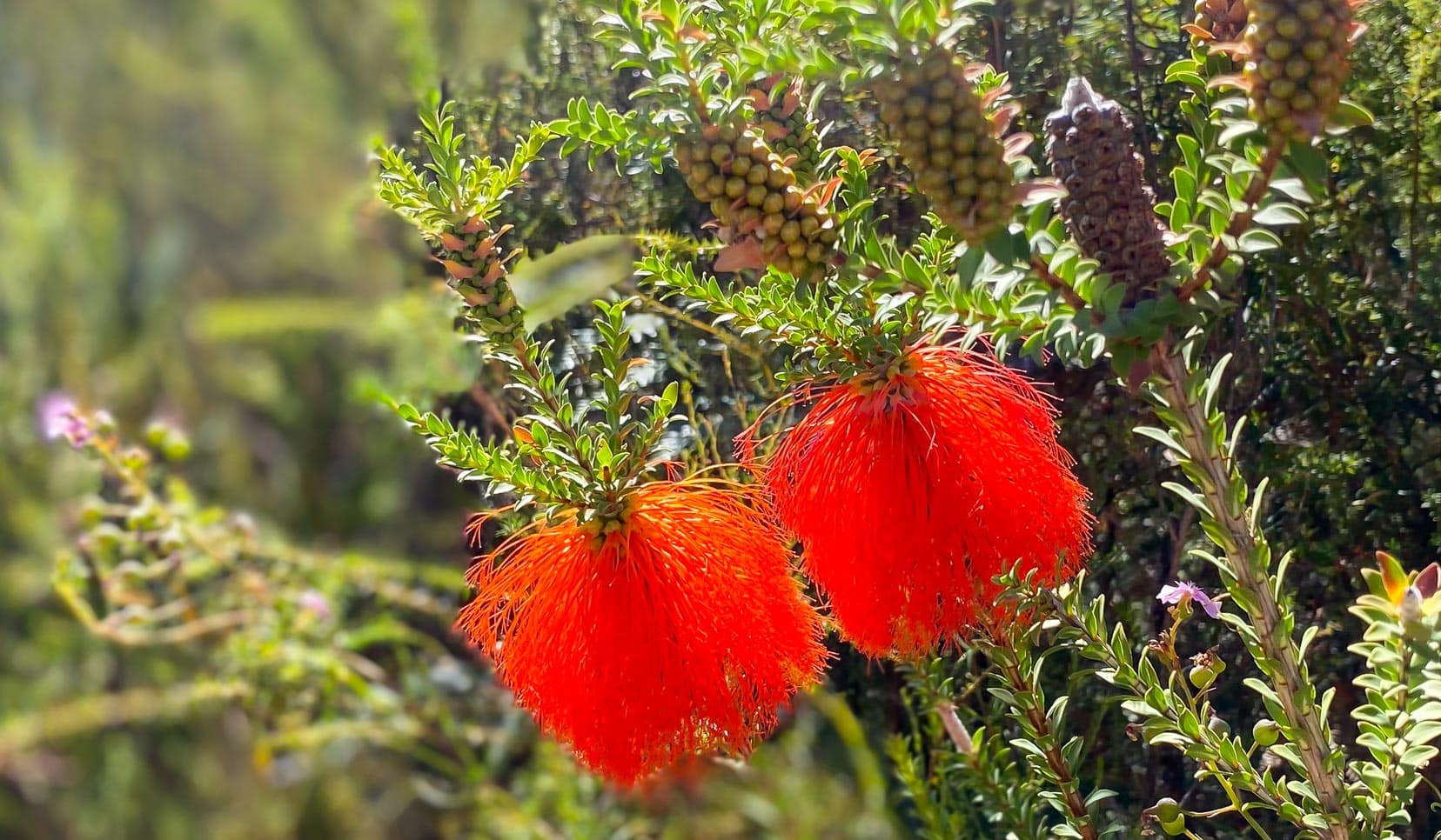 The bright red flowers of the Swamp Bottlebrush