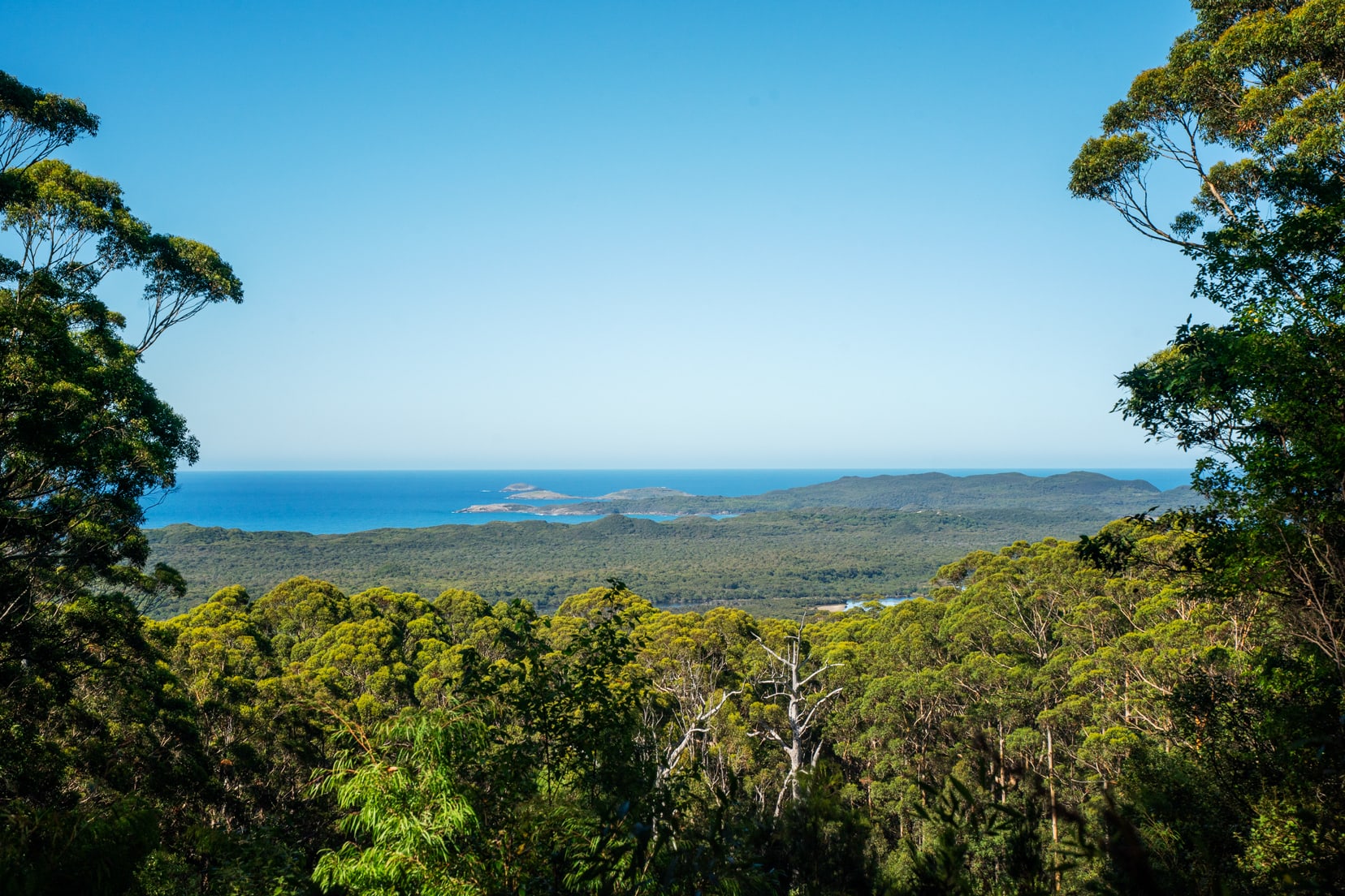 View from Hilltop Lookout with the ocean in the distance and the tops of trees in the valley 