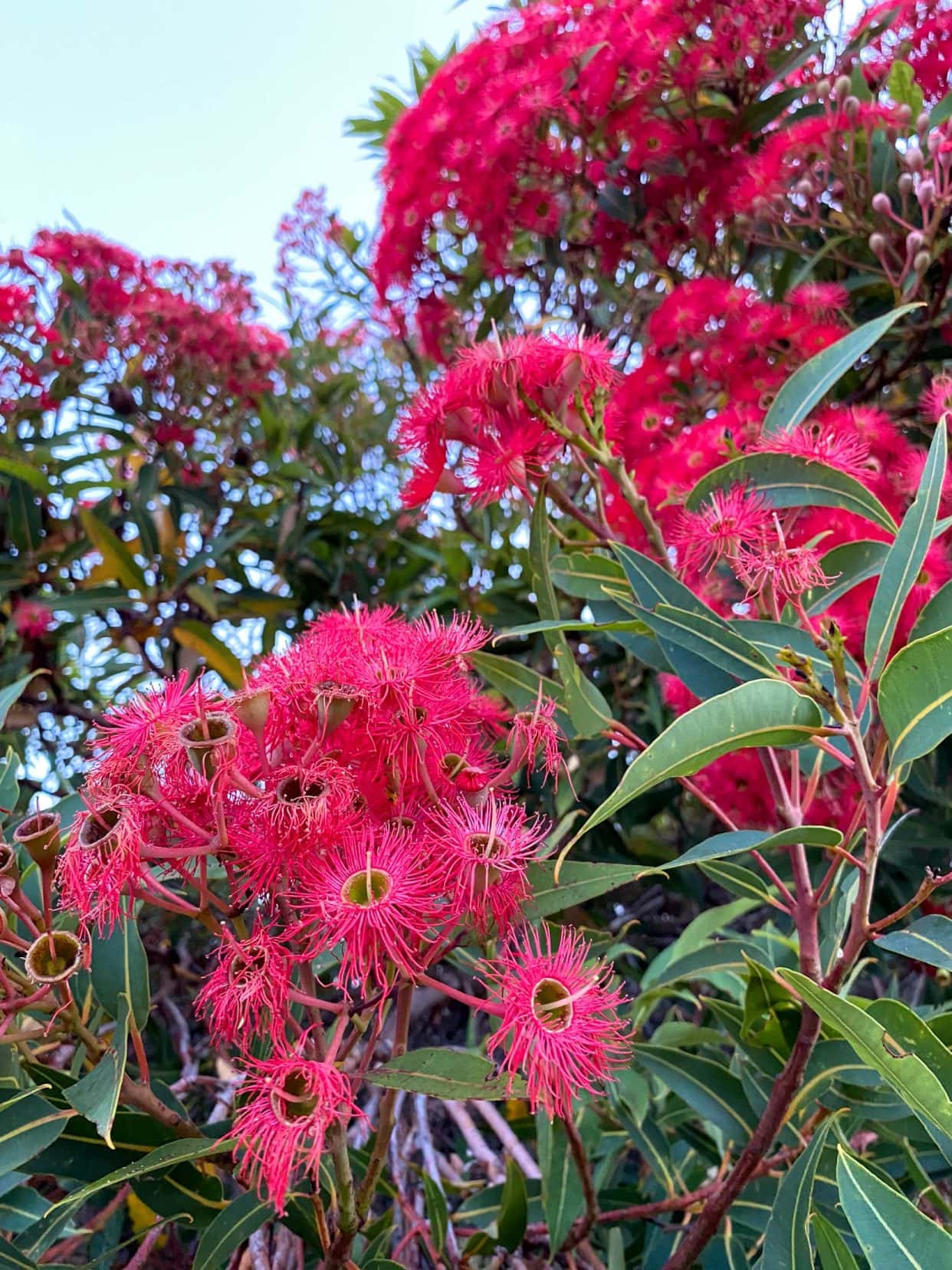 Red flowering gum tree with lots of red spiky flowers