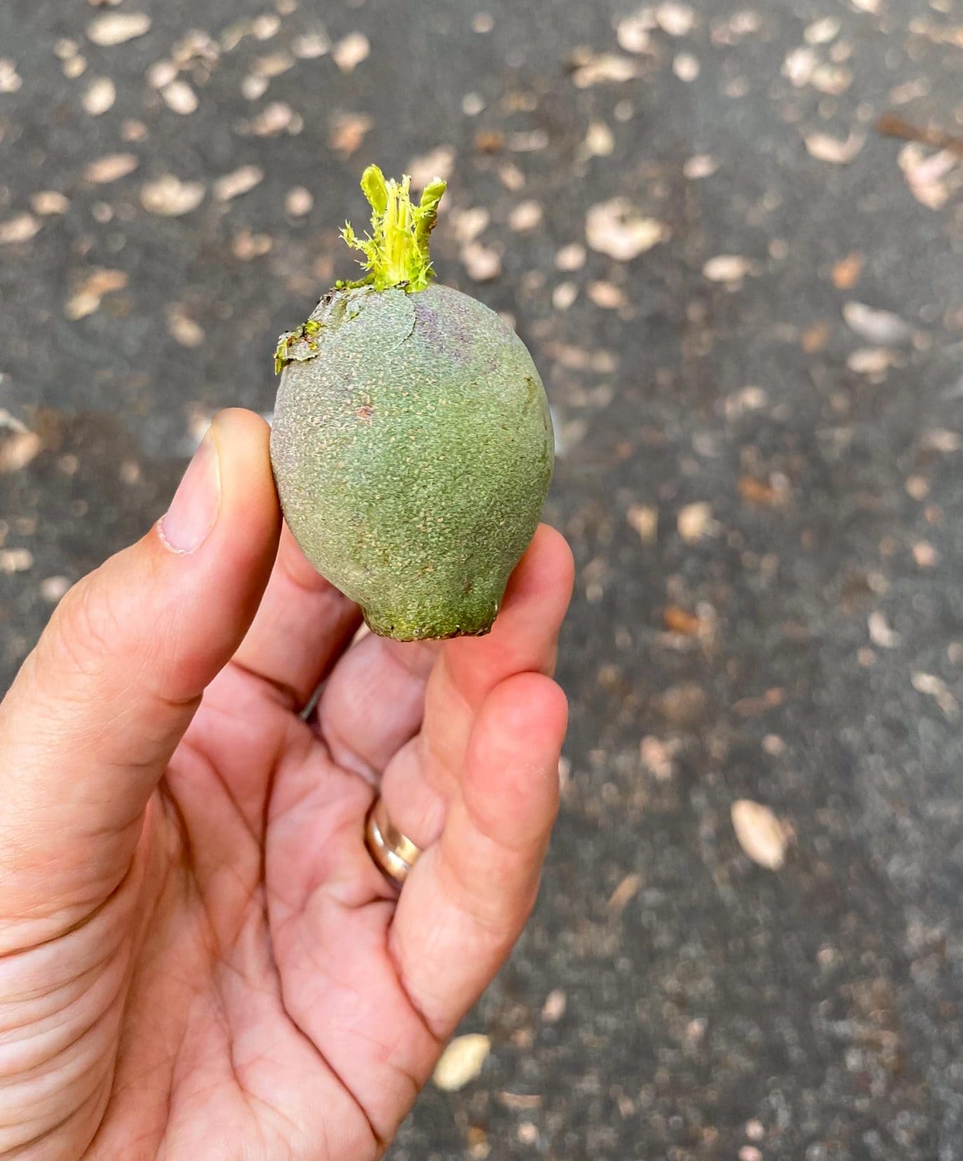 one of the marri seeds that were falling all around us as the cockatoos munched on them above causing them to drop - its a nut about the size of an egg 