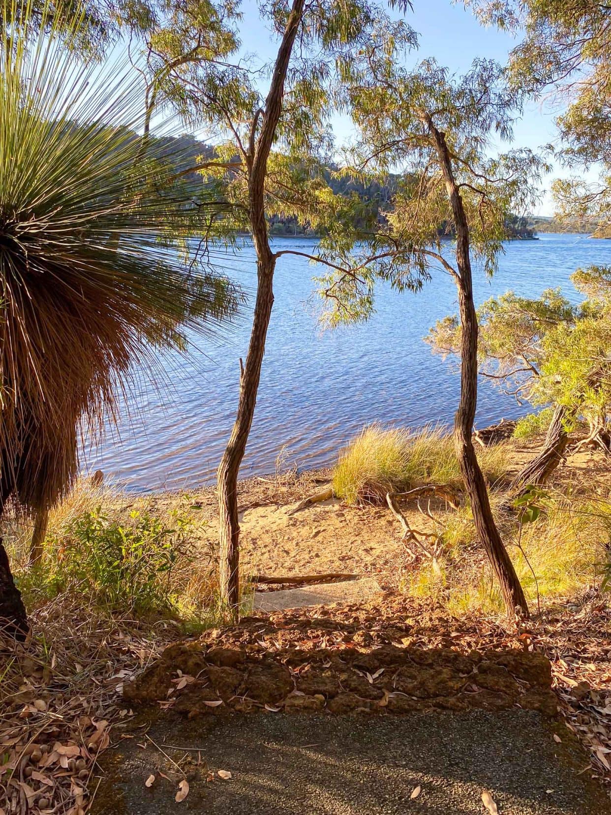 Lookout from the Channels grass tree on left with view of water and bush