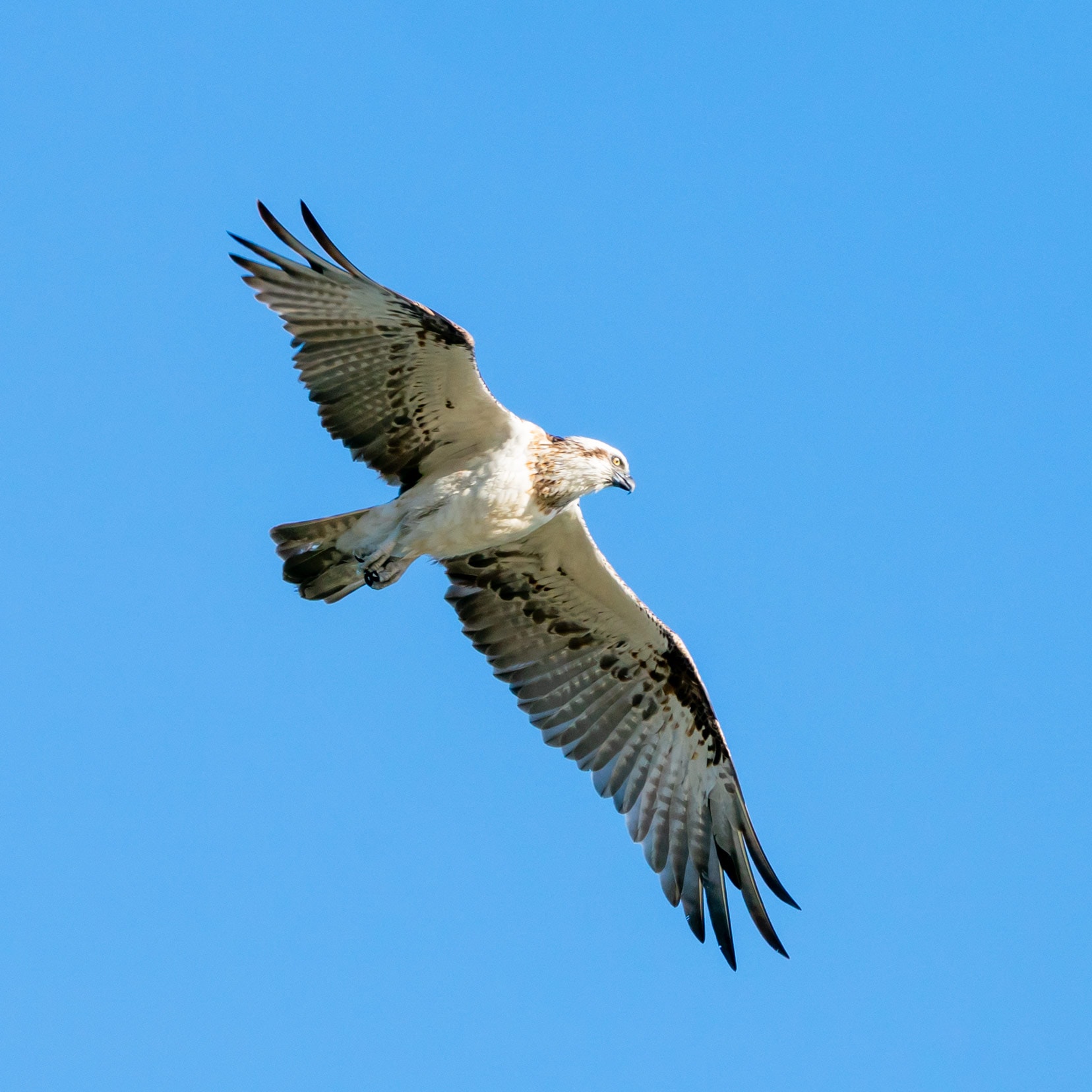 An osprey flying above us as we walked along Knoll drive