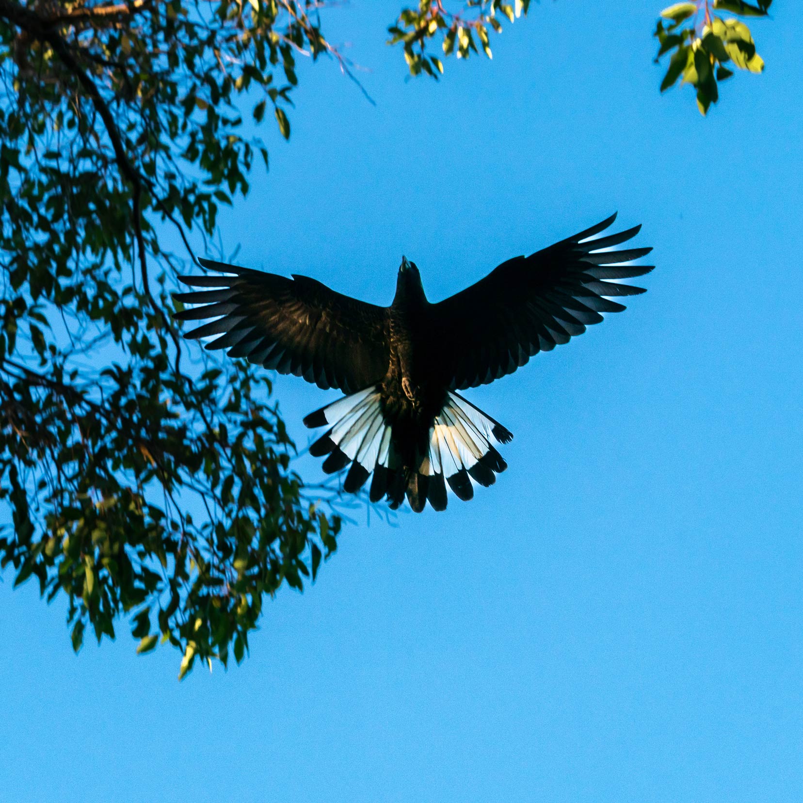 White tailed cockatoo flying above with blue sky and tree nearby