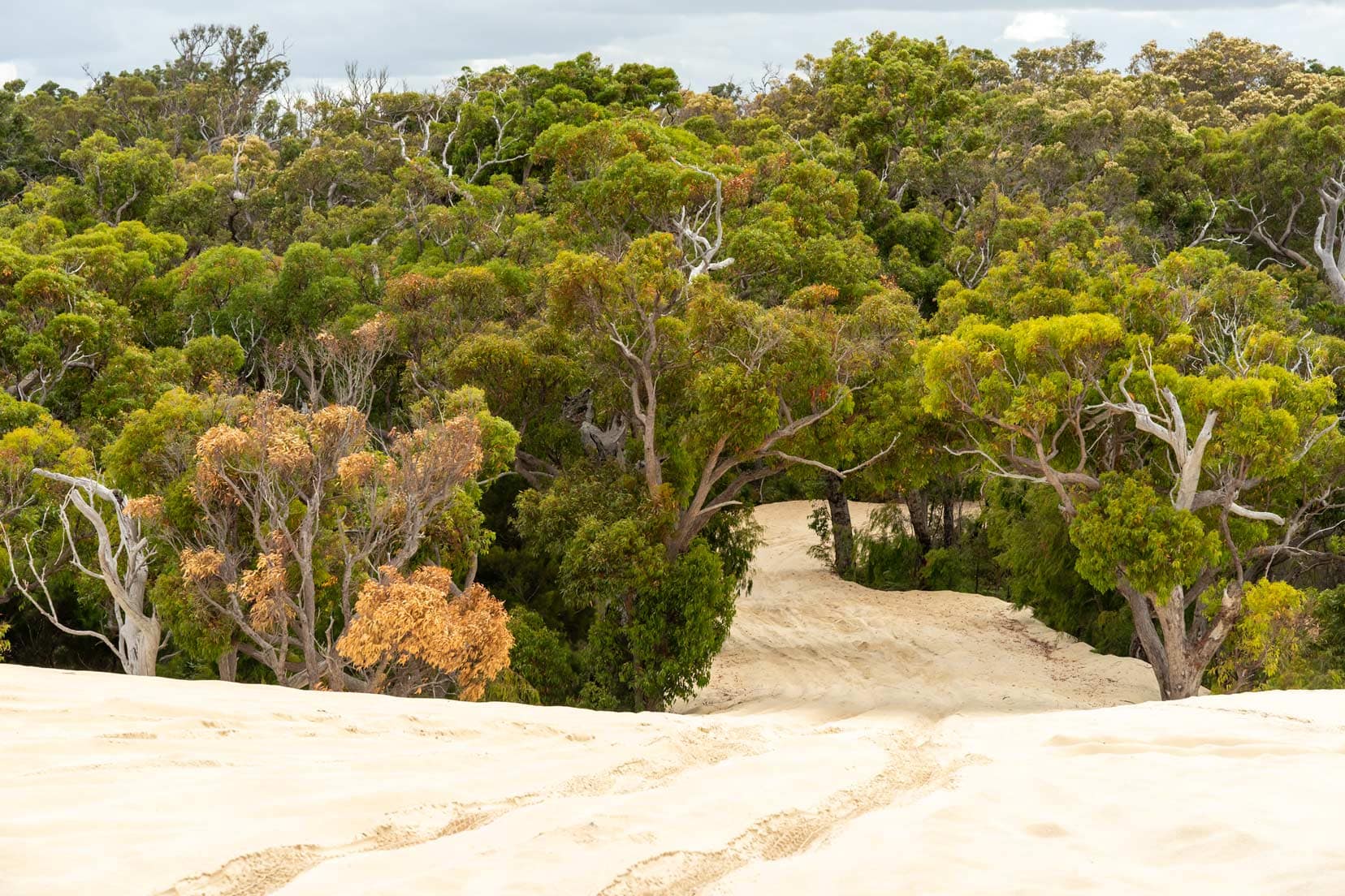 Looking-down-from-Yeagarup-Dune-first-ascent