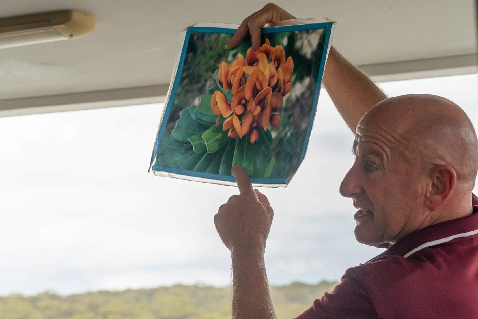 Gary Muir - a bald headed man in a burgundy tshirt holding  photo of the ornage flowered plant that is extremely toxic. 
