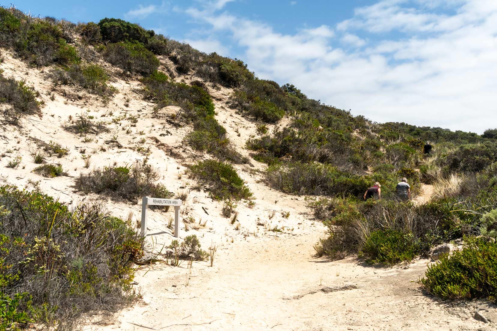 Rehabilitation area in the dunes above Shelly Beach 