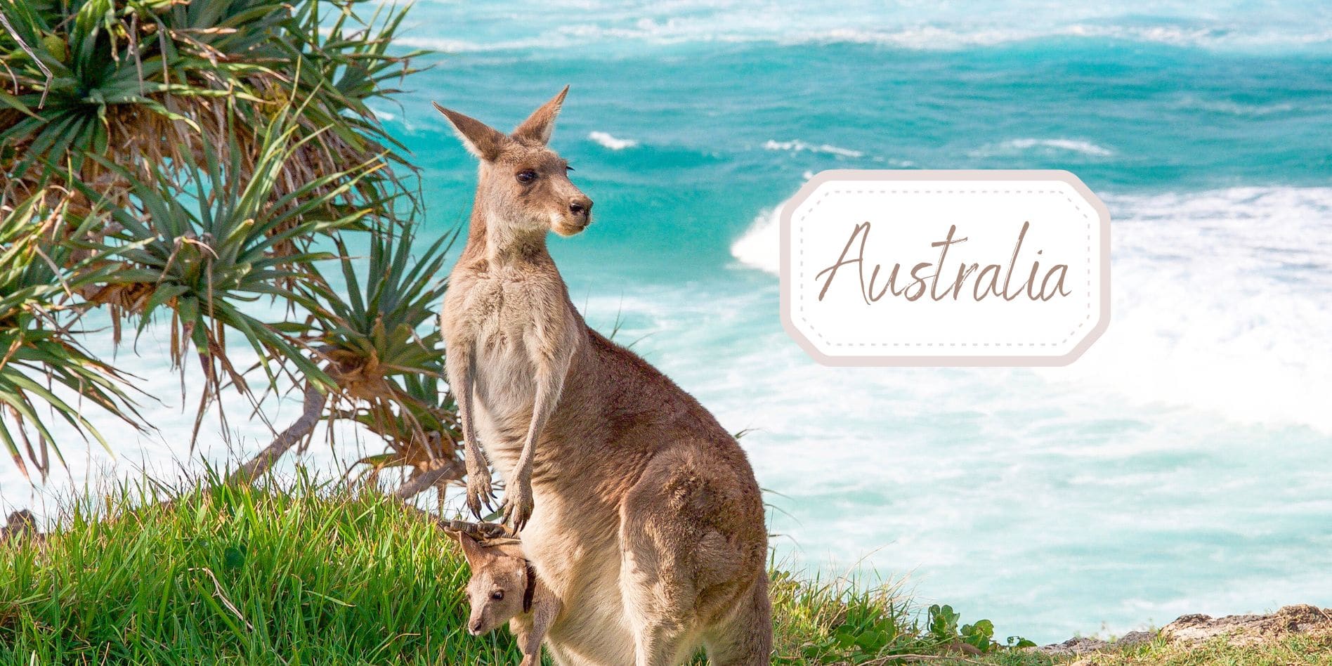 Kangaroo on beach