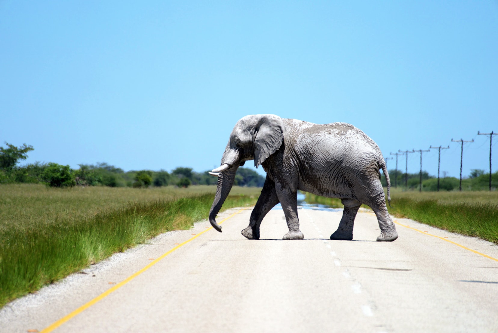 Elephant crossing the main road in Botswana