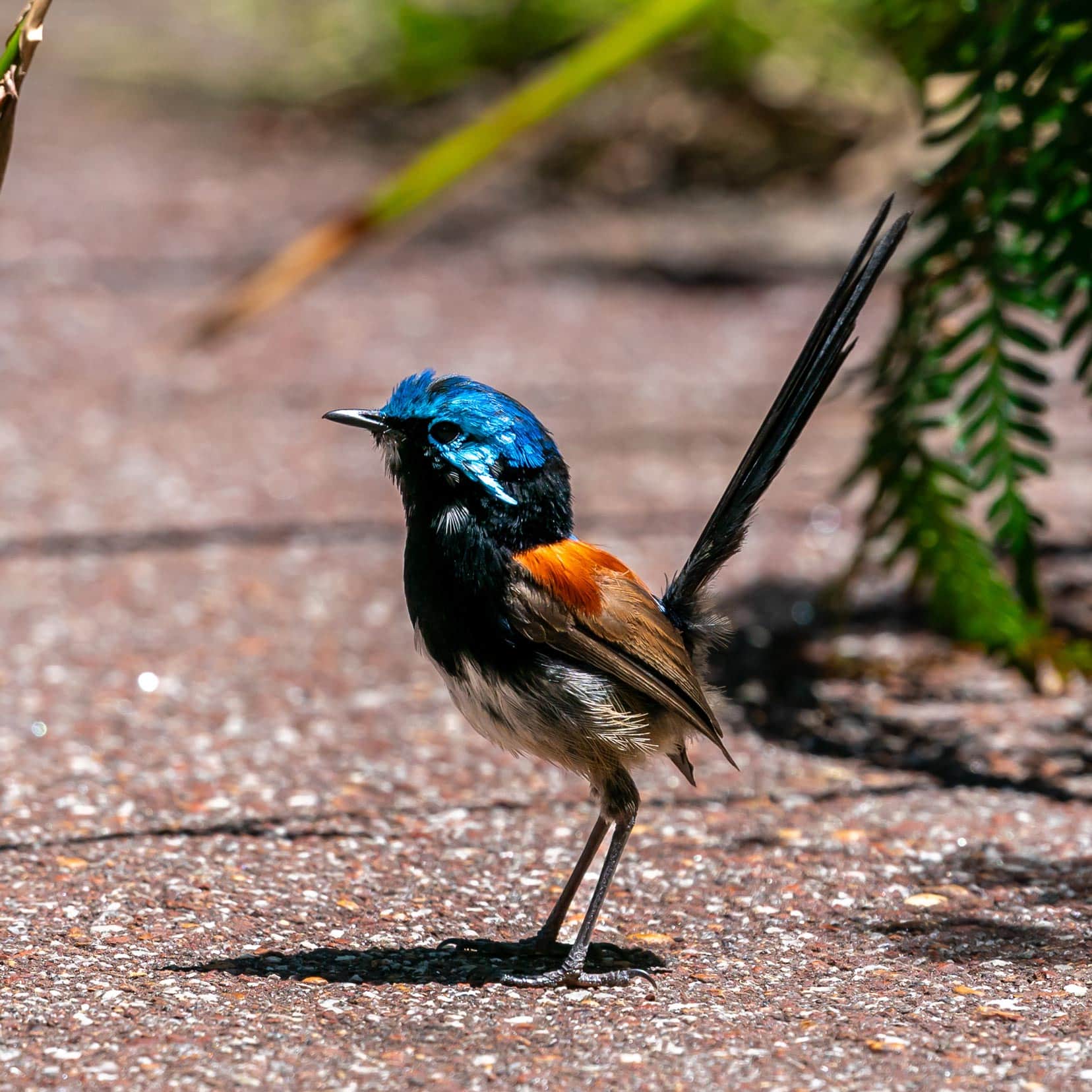 red winged fairy wren with bright blue head and red tipped wing on the pathway at the Walpole Tree top walk car park