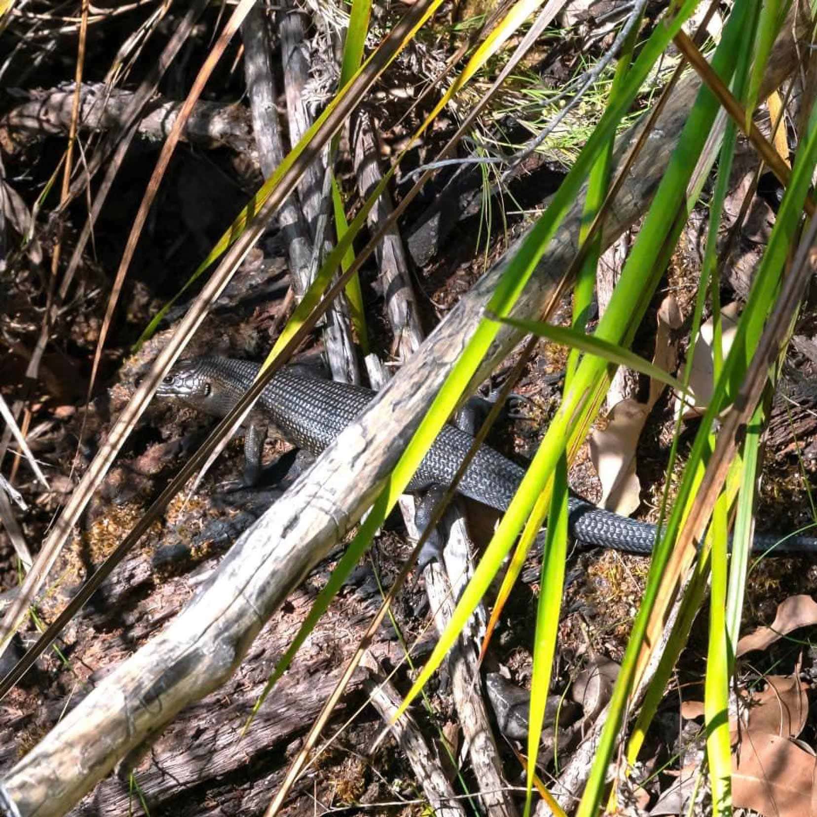 Black scaled lizard in amongst grass and twigs