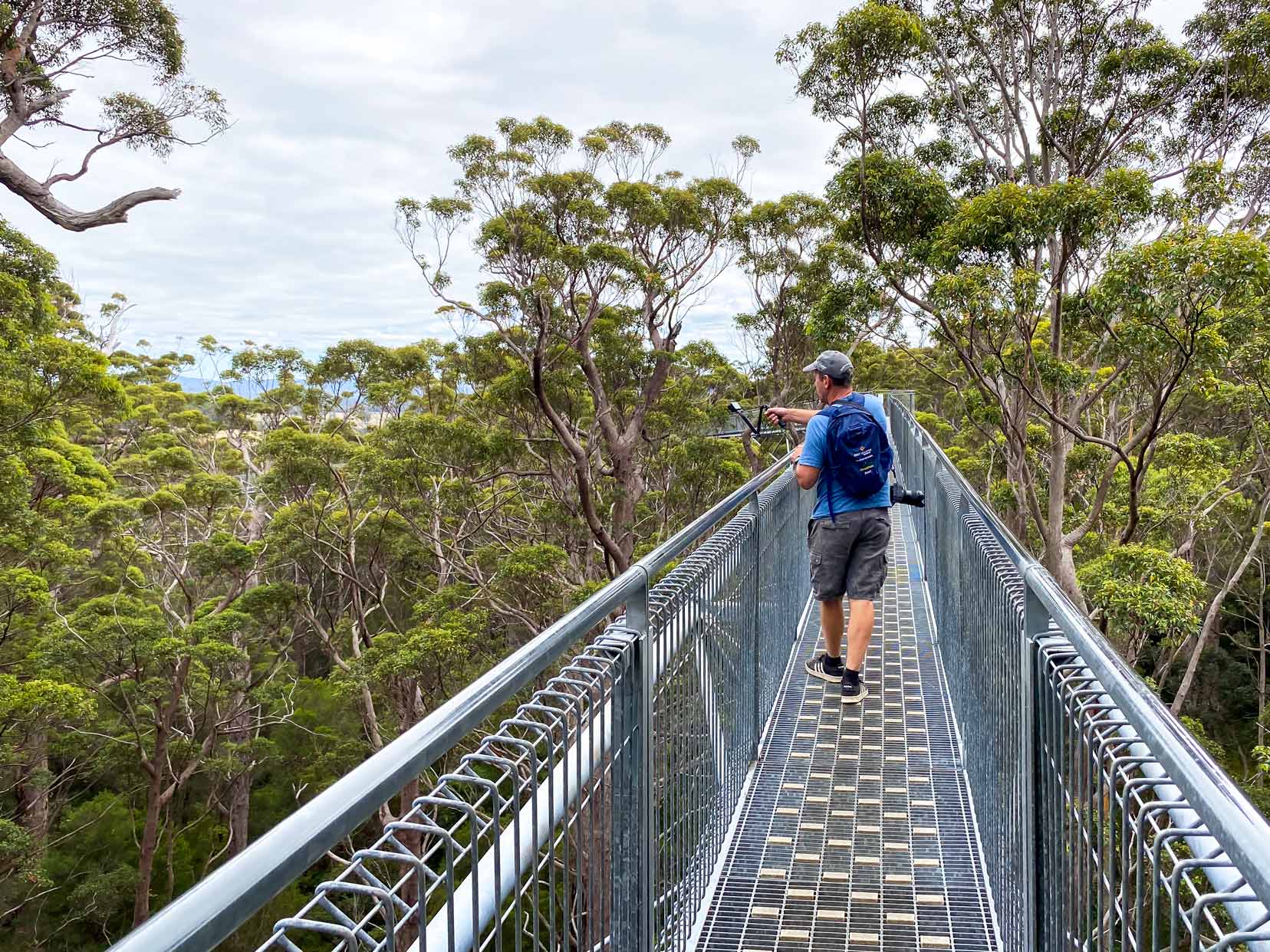 Lars walking along the tree top walk walpole - silver bridge gridded so you can see through it with the tops of the tingle trees in view