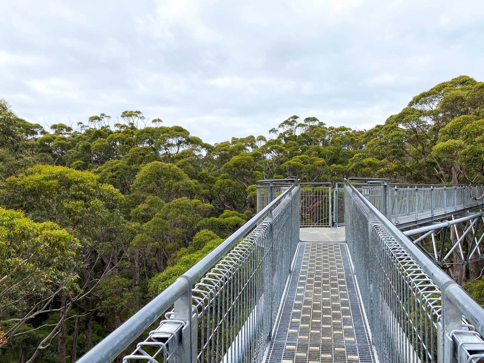 The tree top walkway with views of the tree tops and bridge gridded floor