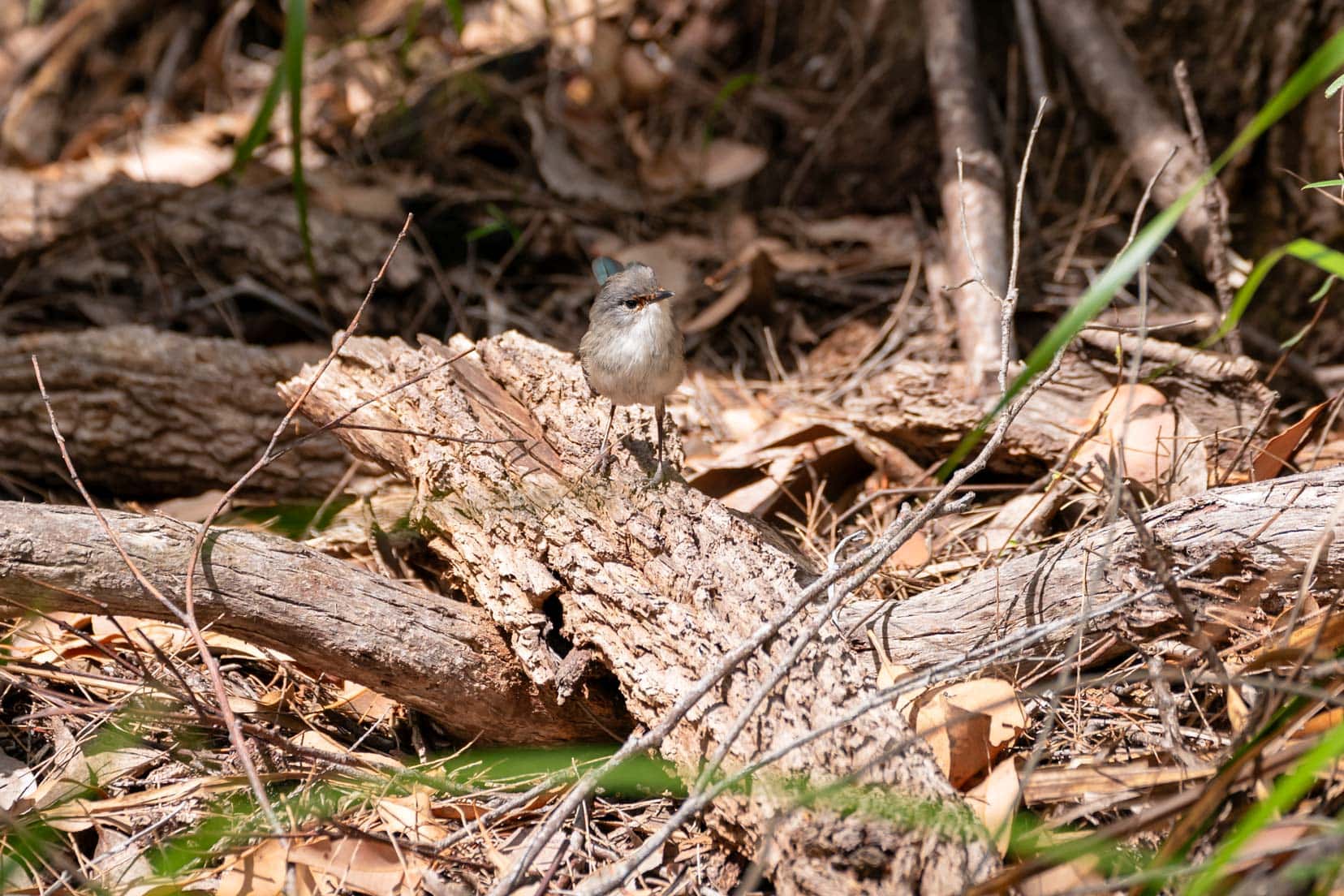 Female fairy wren - light brown with bluish hue long tail