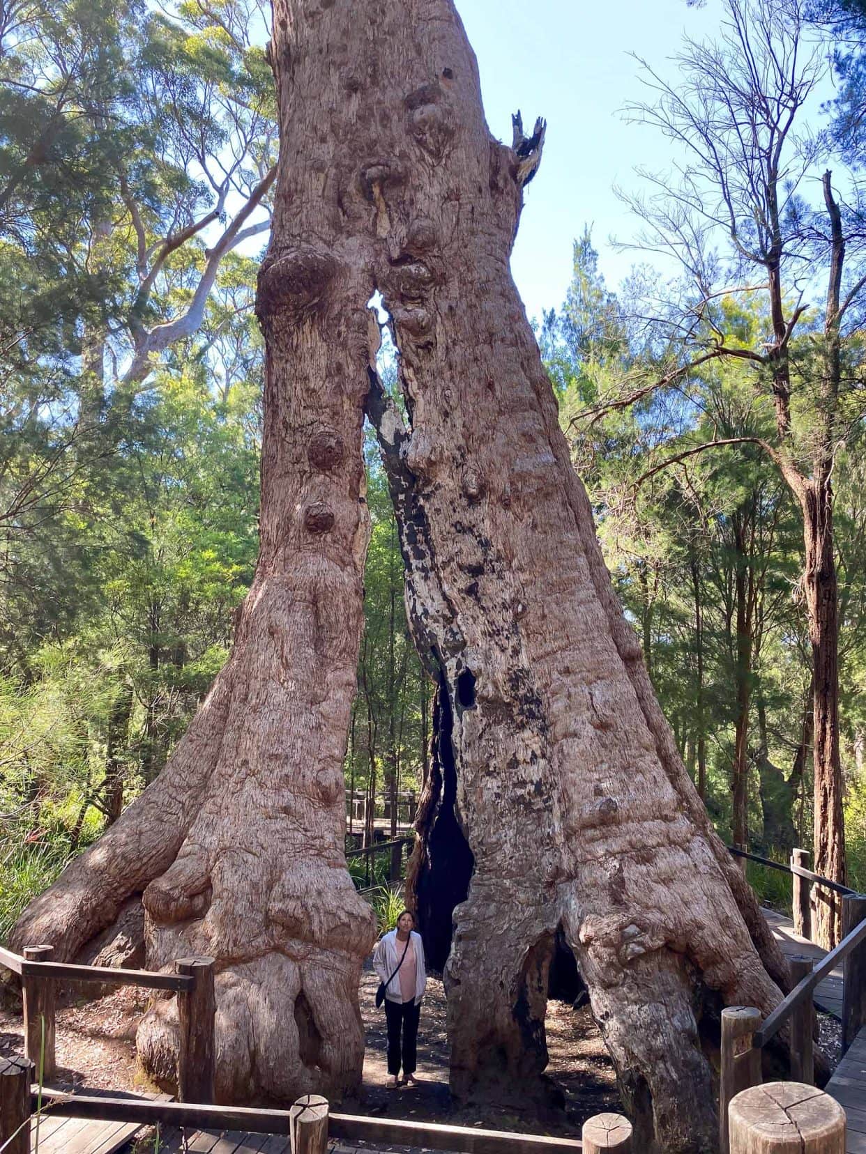 The bottom section of the giant tingle tree with a hollowed out trunk and Shelley stood at the bottom for perspective