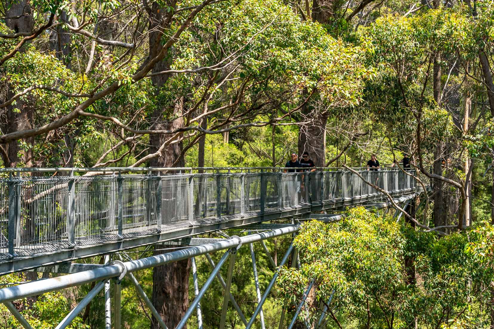 Tree top walk - a steel mesh bridge through the giant tingle tree canopy 