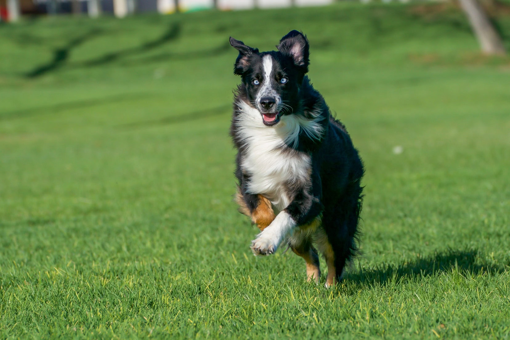 Archie - a mini Austrlaian shepherd - black and white and brown running on a playing field in Perth 