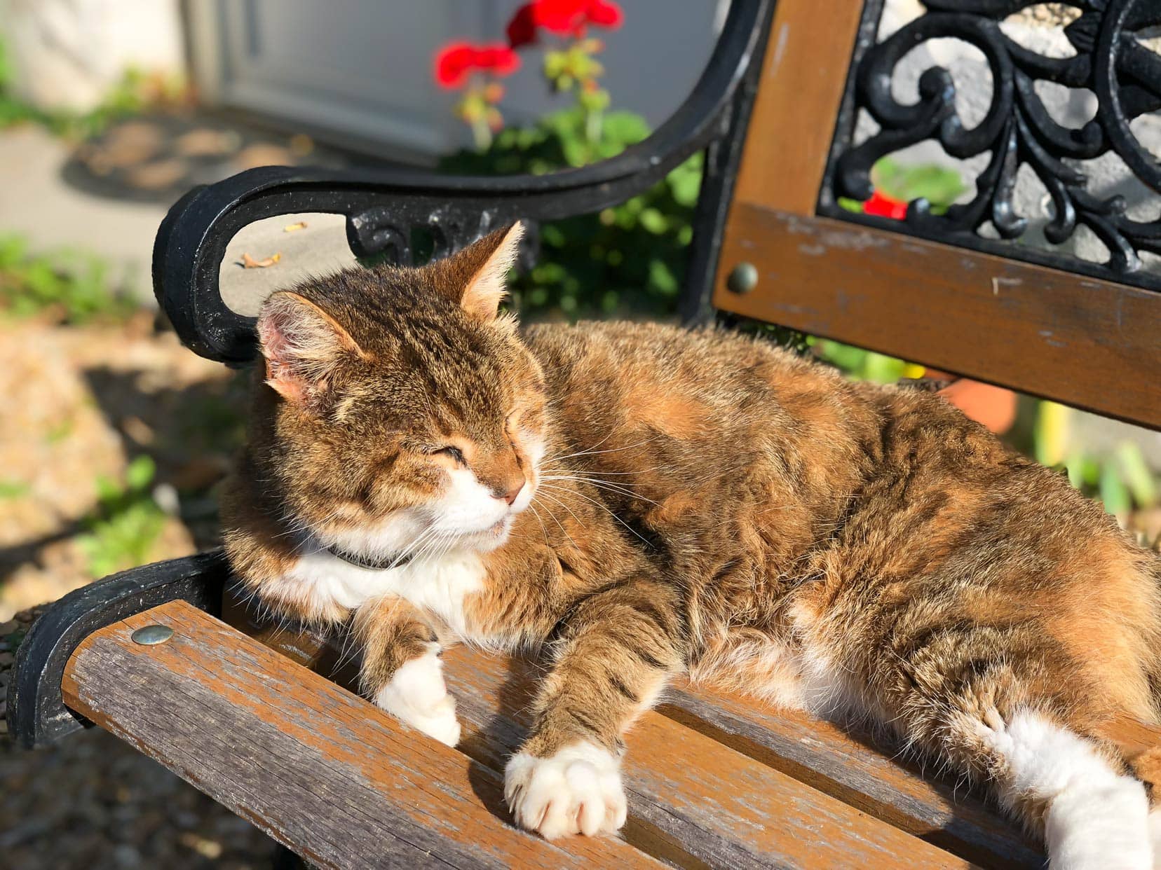 Brown tabby cat sat in the sun on a wooden bench