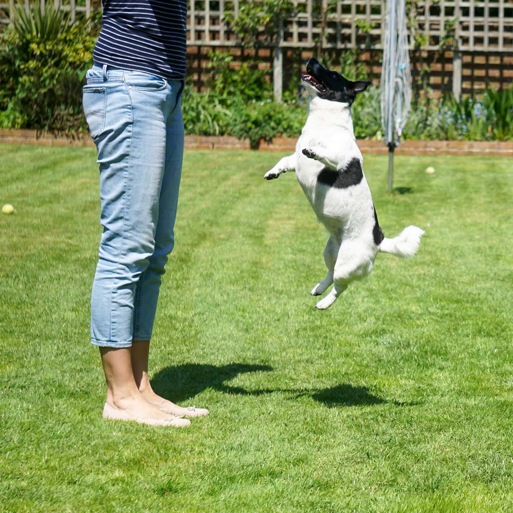 Shelley's legs in jeans with a smal black and white dog jumping high with its nose reaching past her waist - house sitting in UK