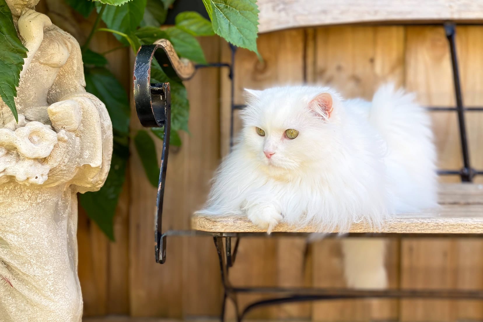 White ragdoll cat sat on a wooden garden bench 