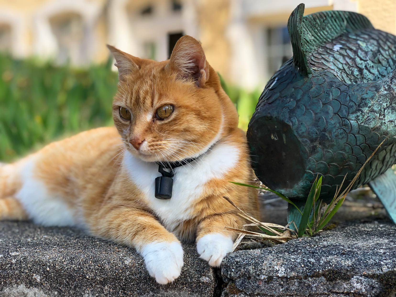 Ginger and white cat sat on a wall with a chateau in the background blurred 