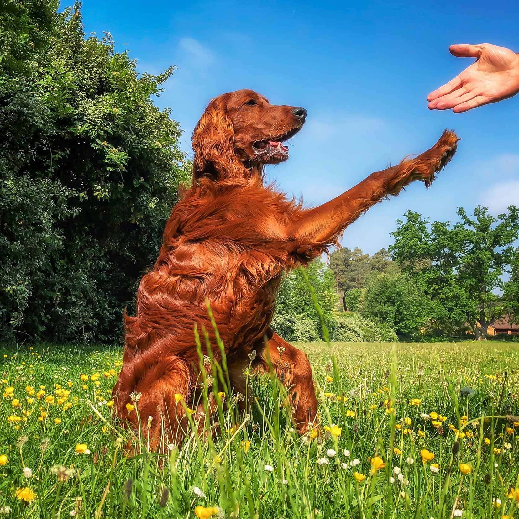Rusty dog with paw up towards lars in a filed of grass