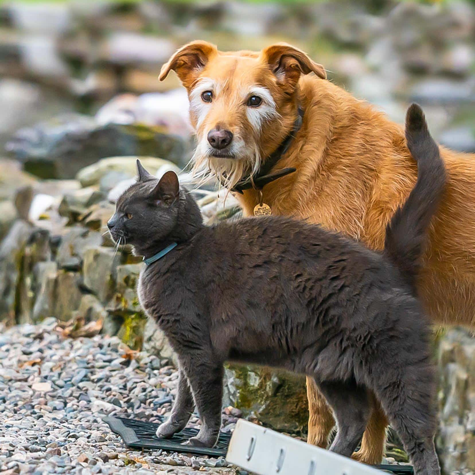Brown rusty coloured dog stood beside a grey cat