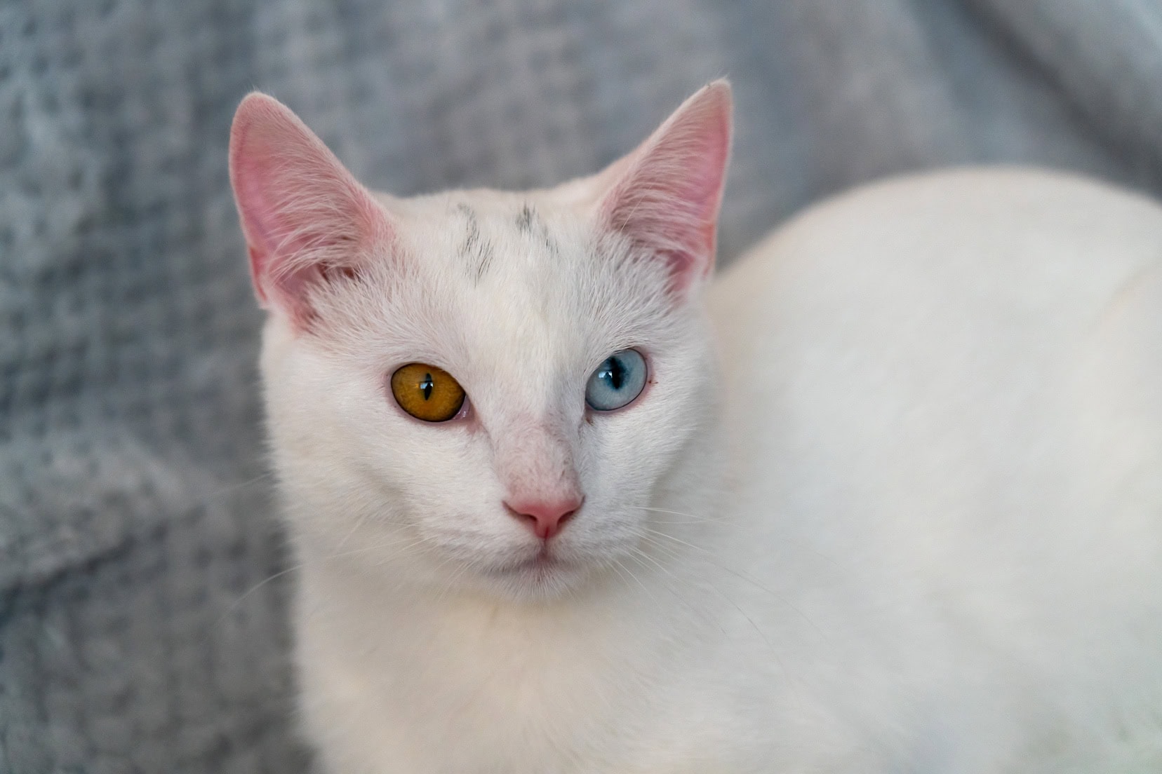 White cat with one blue and one orange eye 
