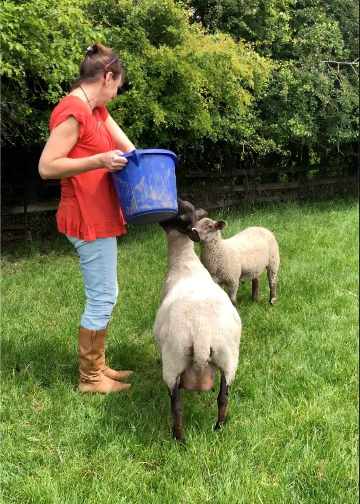 Shelley feeding two sheep