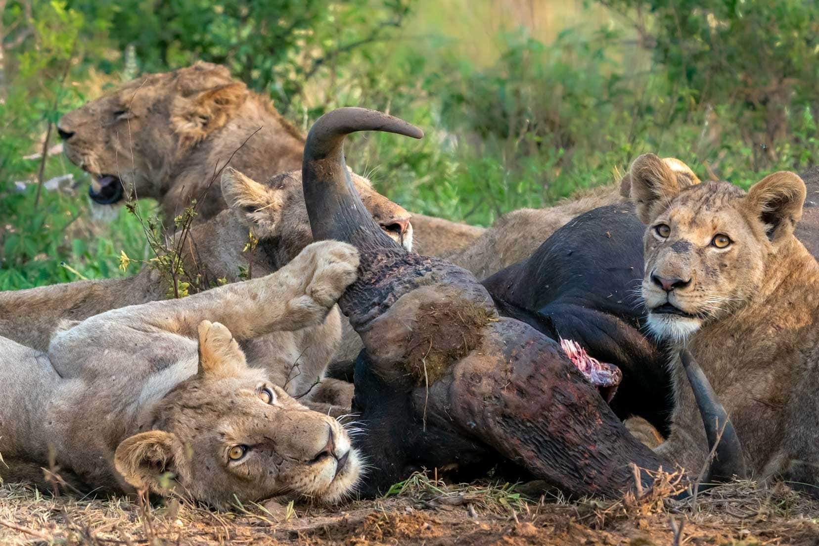 Lions eating a buffalo