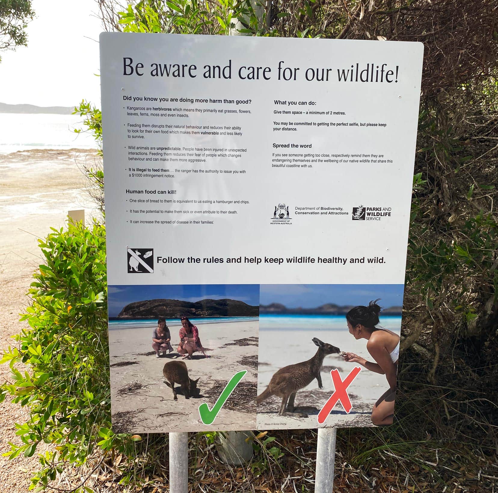sign at Lucky Bay - be aware and care for our wildlife - do not feed the kanagaroos