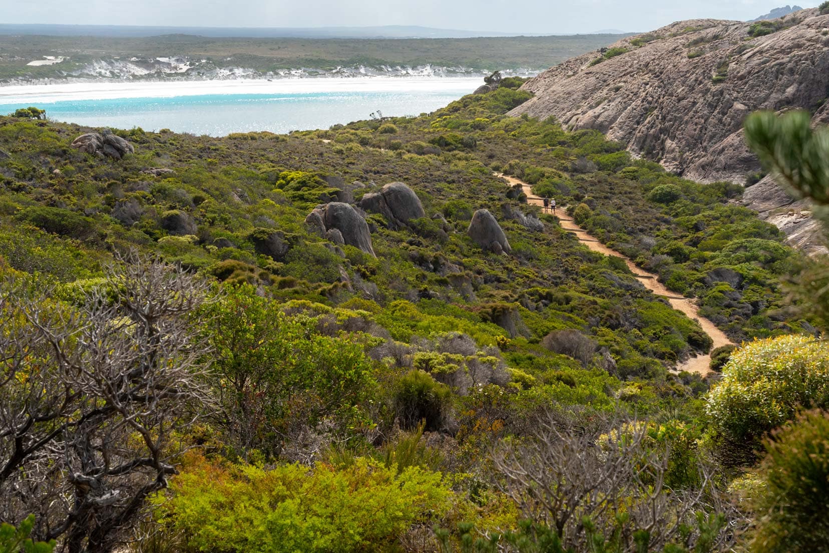 View of Lucky Bay in the distance with a path through low green bushes